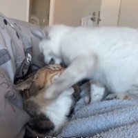 噛み付く子猫