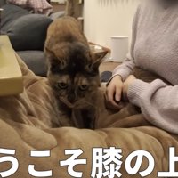 膝に乗ろうとする猫