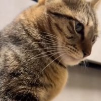 横を向く猫