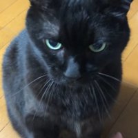 おかわりをする黒猫