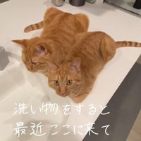 洗い場のそばに香箱座りしている2匹の猫