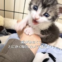 ケージの中で鳴く赤ちゃん猫