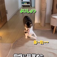 しぐれちゃんの首の後ろをくわえるそぼろくん