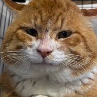 香箱座りをしている猫