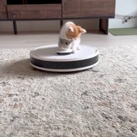 上に乗る子猫2