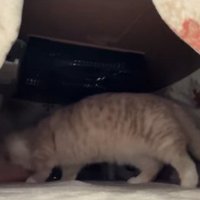 引っ込めている飼い主の足に噛みついている猫