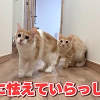 警戒した様子の2匹の猫