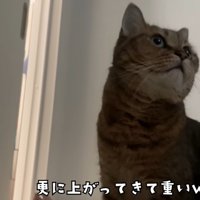 寝ている飼い主の体に乗り上げたミヌエット