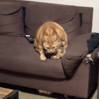 こちらを睨みつける猫