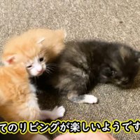 楽しそう
