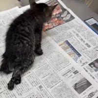 下半身を引き摺りながら歩く子猫