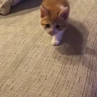 こちらへ向かってくる猫