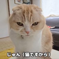 猫ですから
