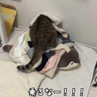 洗濯物に乗る猫
