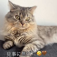 ソファの上に寝そべる猫