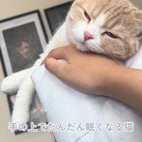 人の手の上で寝る猫