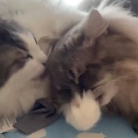 ぺろぺろ
