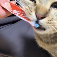 おやつを食べる猫の写真3