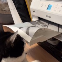 プリンター前に座る猫6
