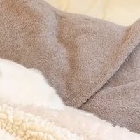 顔を布団にうずめる猫2