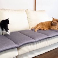 飛び跳ねた姿