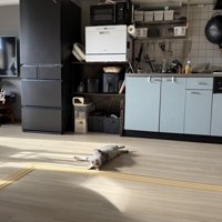 広い部屋に寝転がる猫