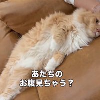 「あたちの～」と書かれた写真