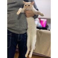 持ち上げられている猫