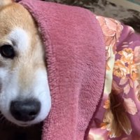 こたつから顔を出した犬