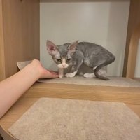 子猫に手を差しだす飼い主