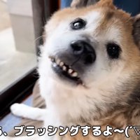 テロップ「さあ、ブラッシング～」