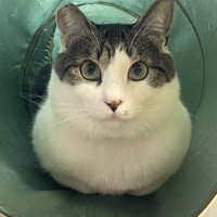 室内にいる猫
