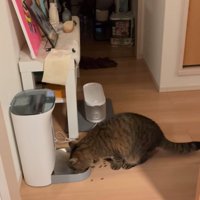 ごはんを食べる猫