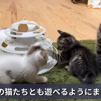遊ぶ子猫たち