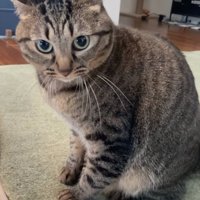 カメラ目線で見つめる猫