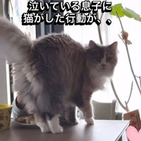 テーブルの上に乗る猫
