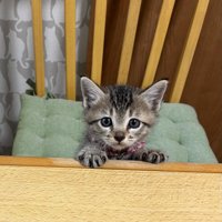 テーブルに前足を乗せる子猫