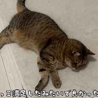 床で寛ぐ猫
