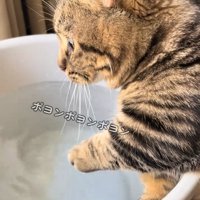前を見る猫