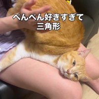 お尻を叩いてもらっている猫
