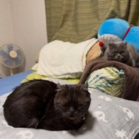 室内にいる猫たち