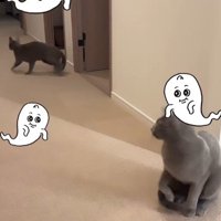 廊下を走る2匹の猫