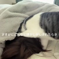 寝ている飼い主と飼い主の頭をがしがしして起こそうとする猫