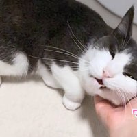 テロップ「ワーーーウ」