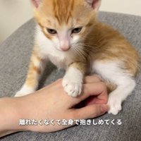手にのる子猫
