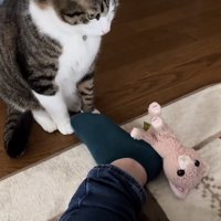 飼い主さんの足から落ちたぬいぐるみを見るキジ白猫