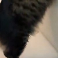 猫のおしりのアップ