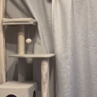 カーテンと猫