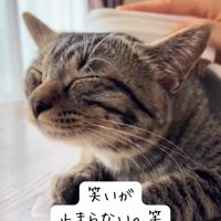 耳を横に少し倒す猫