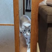 寄ってきた猫